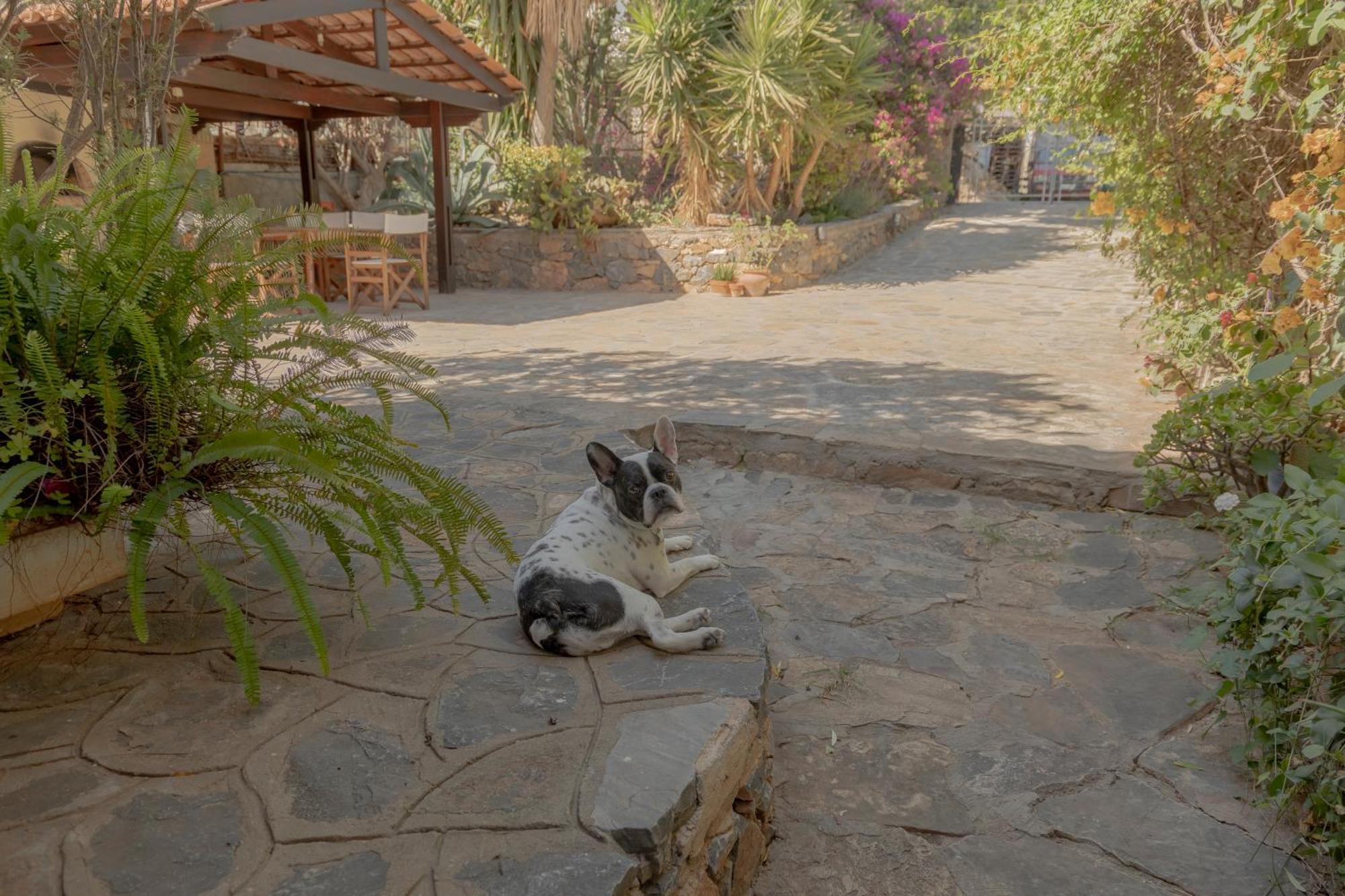 Private Pet Friendly Villa Ágios Nikólaos Exteriér fotografie